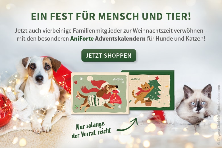 Adventskalender Aniforte